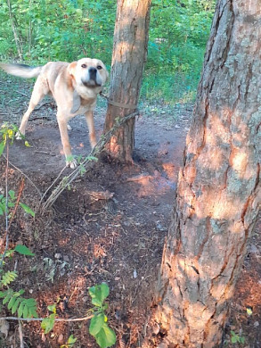 Брошенному в фурмановском лесу псу нашли новый дом